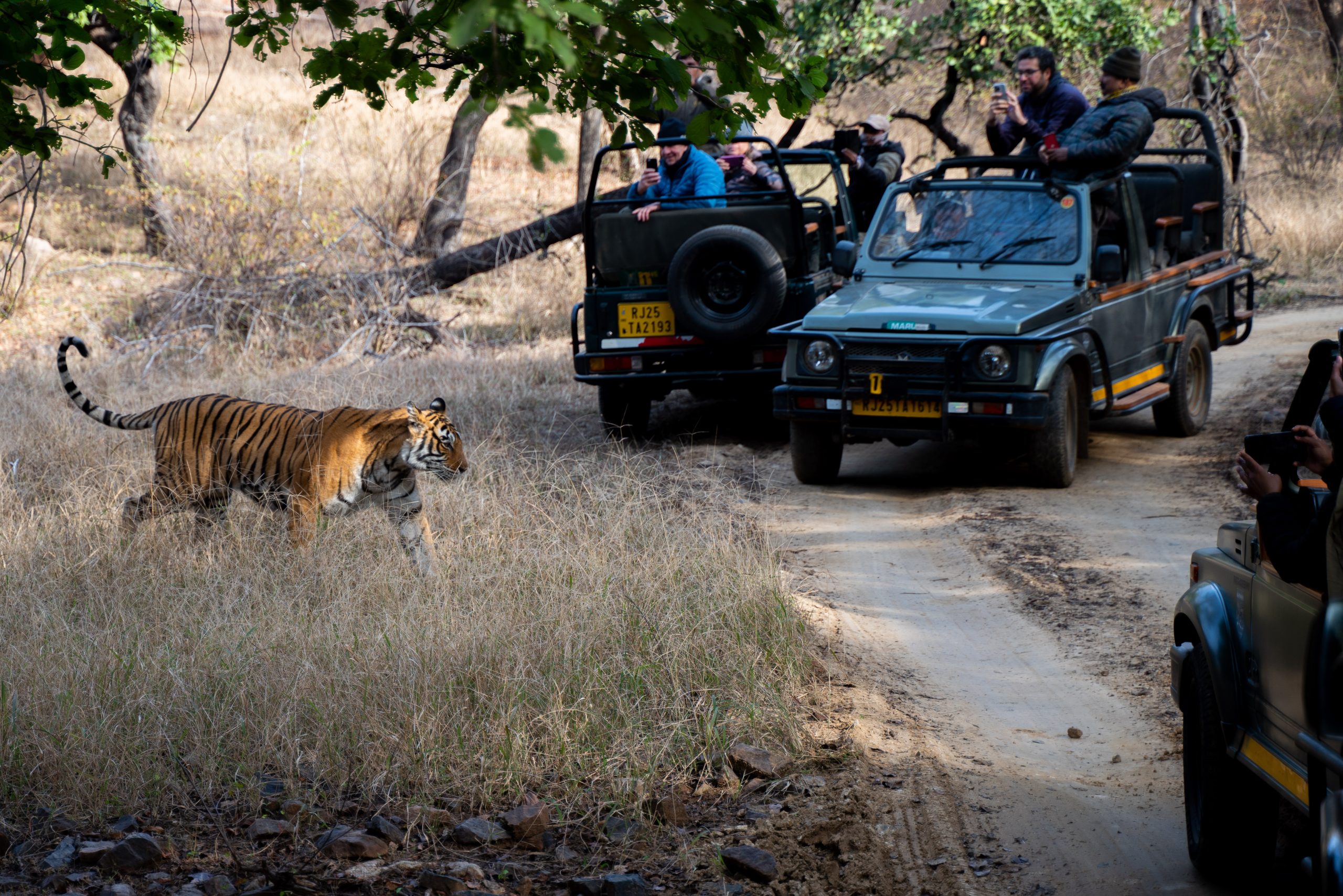 Safaris en India: Descubre los Tigres de Bengala