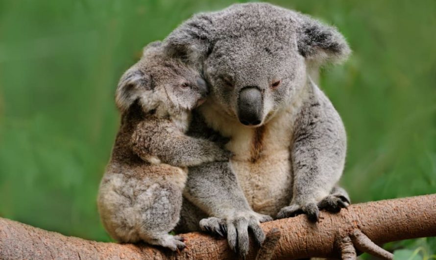 Animales Únicos de Australia que Fascinan al Mundo