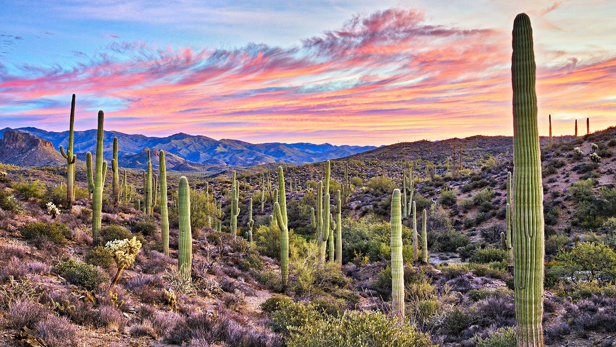 El Desierto de Sonora: Biodiversidad y Paisajes Únicos