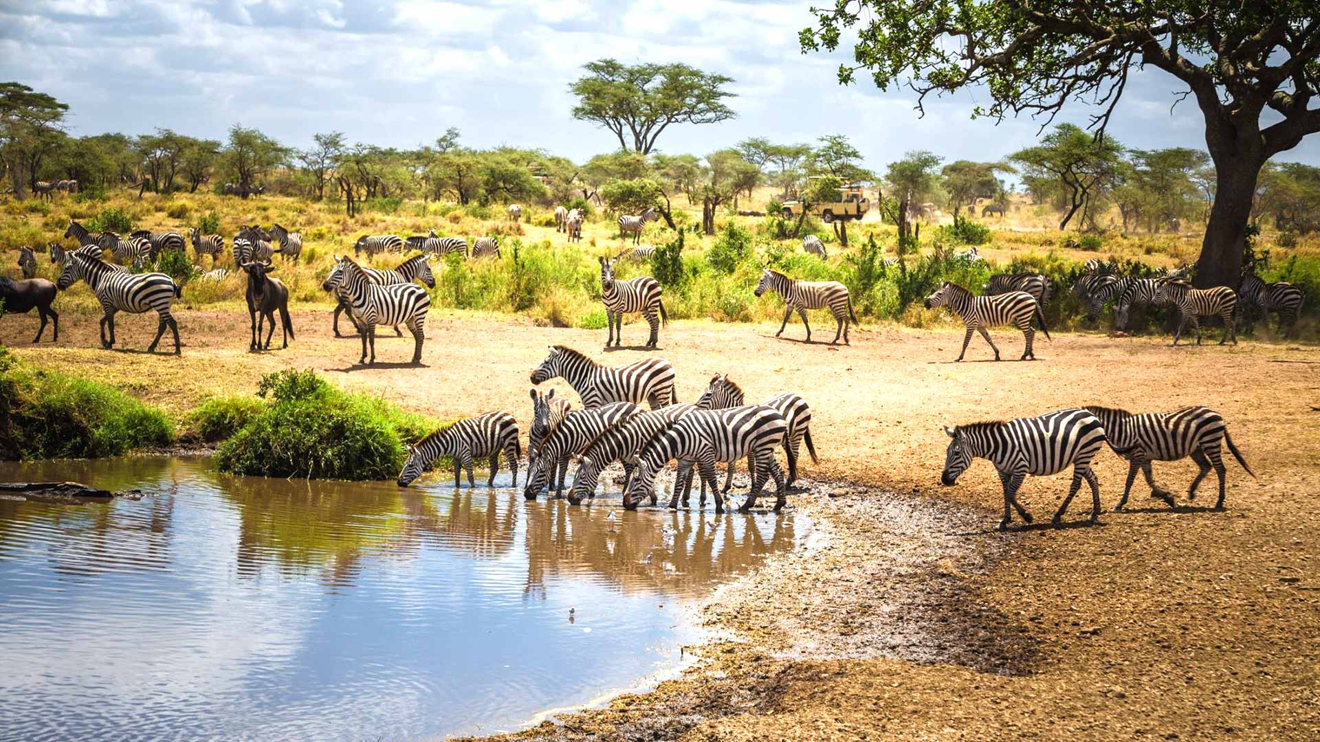 Safari en Tanzania: Vive la Magia de la Fauna Salvaje